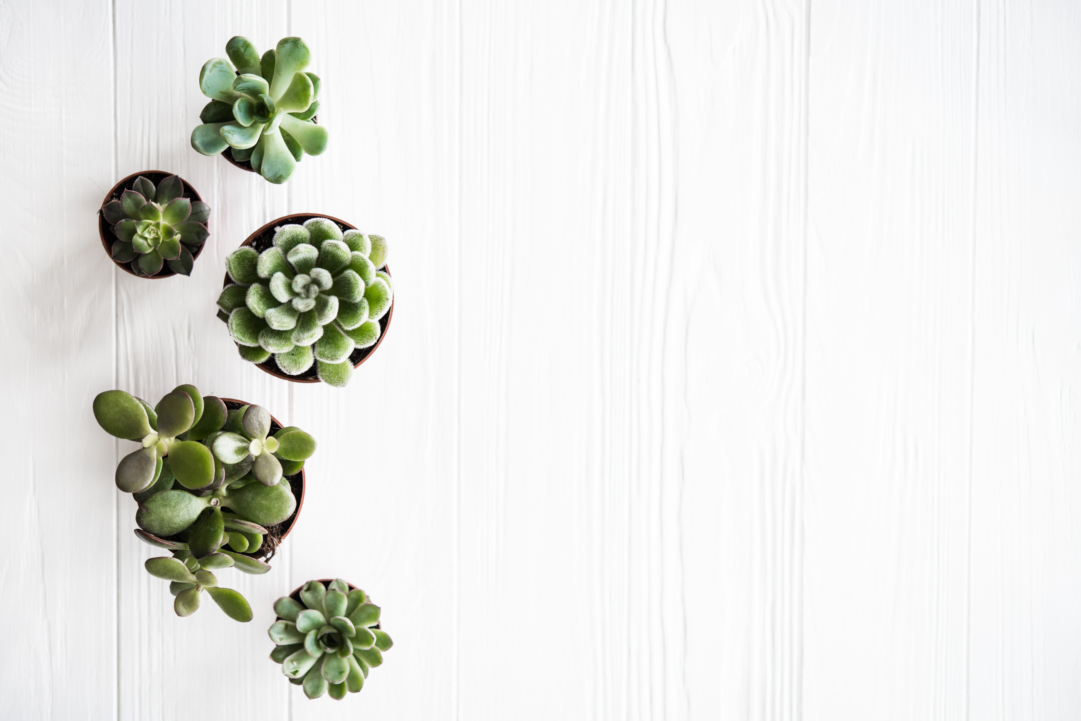 Green House Plants